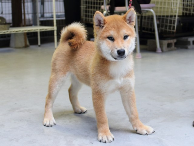 IMG_8217-shiba-puppy IMG_8217-shiba-puppy