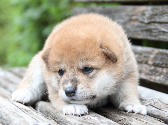 IMG_8228-shiba-puppy IMG_8228-shiba-puppy