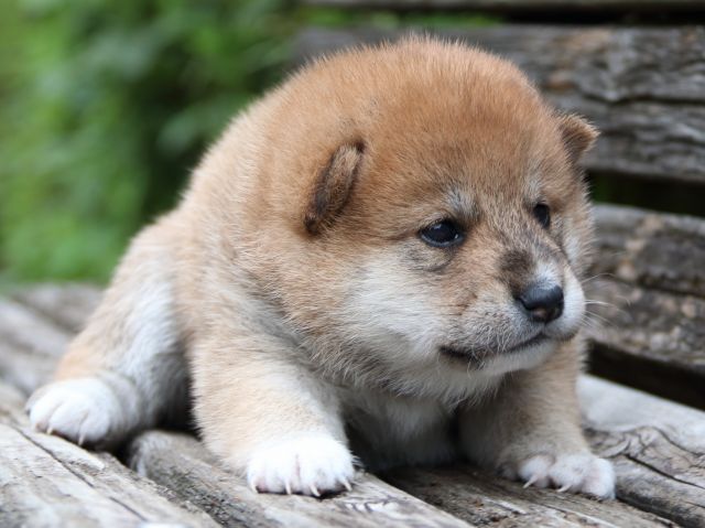 IMG_8232-shiba-puppy IMG_8232-shiba-puppy
