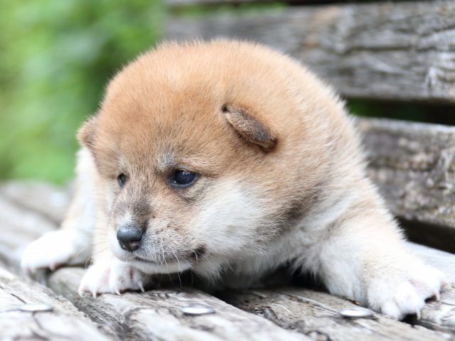 IMG_8239-shiba-puppy IMG_8239-shiba-puppy