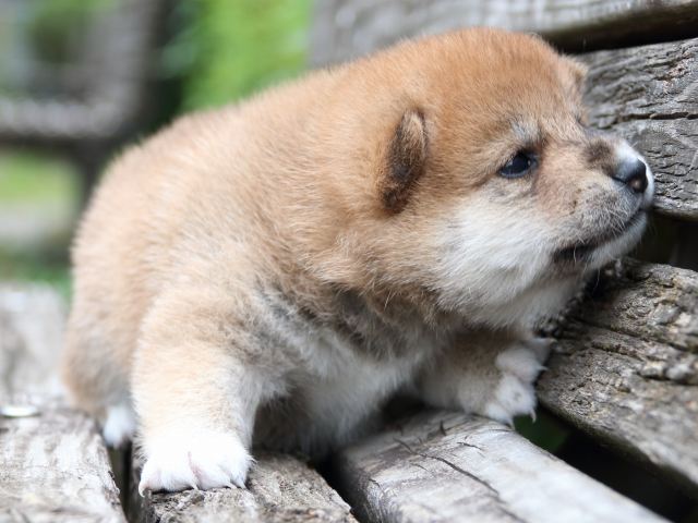 IMG_8258-shiba-puppy IMG_8258-shiba-puppy
