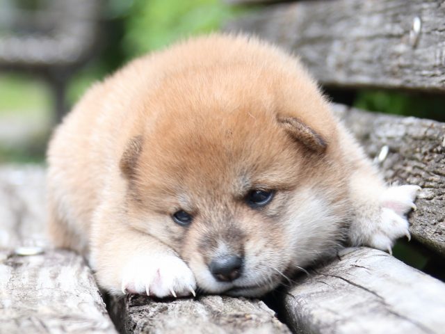 IMG_8260-shiba-puppy IMG_8260-shiba-puppy