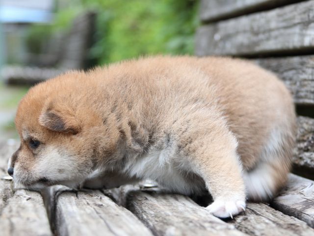 IMG_8267-shiba-puppy IMG_8267-shiba-puppy