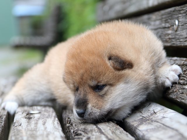 IMG_8280-shiba-puppy IMG_8280-shiba-puppy