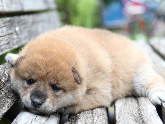 IMG_8288-shiba-puppy IMG_8288-shiba-puppy