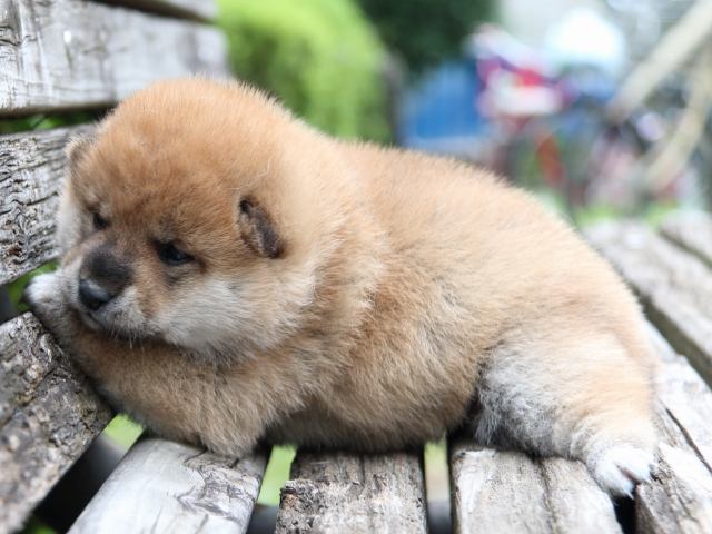 IMG_8292-shiba-puppy IMG_8292-shiba-puppy