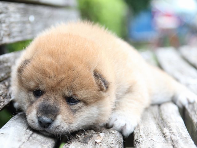 IMG_8299-shiba-puppy IMG_8299-shiba-puppy