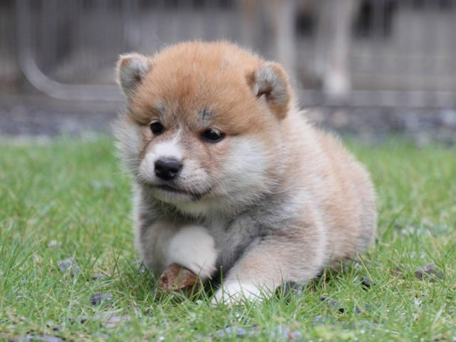 IMG_8301-shiba-puppy IMG_8301-shiba-puppy