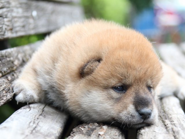 IMG_8303-shiba-puppy IMG_8303-shiba-puppy