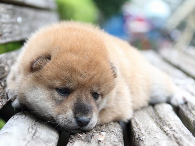 IMG_8306-shiba-puppy IMG_8306-shiba-puppy