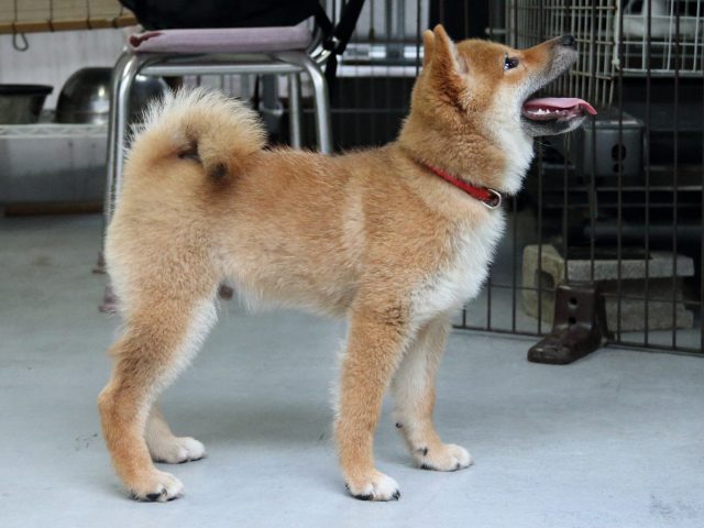 IMG_8358-shiba-puppy IMG_8358-shiba-puppy