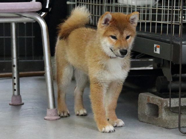 IMG_8361-shiba-puppy IMG_8361-shiba-puppy