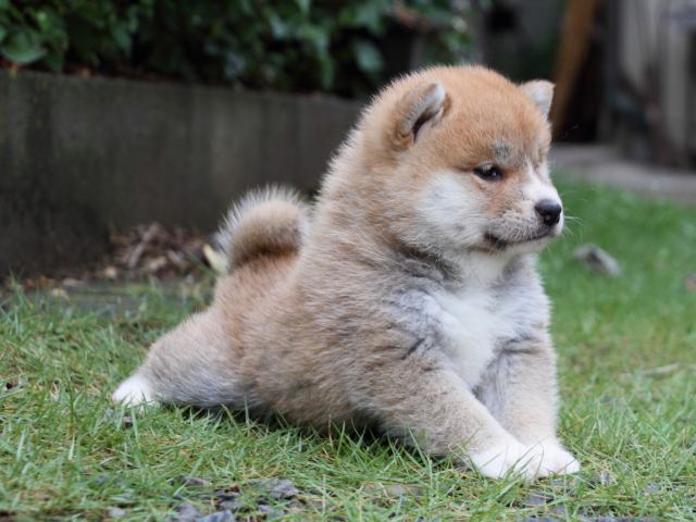 IMG_8383-shiba-puppy IMG_8383-shiba-puppy