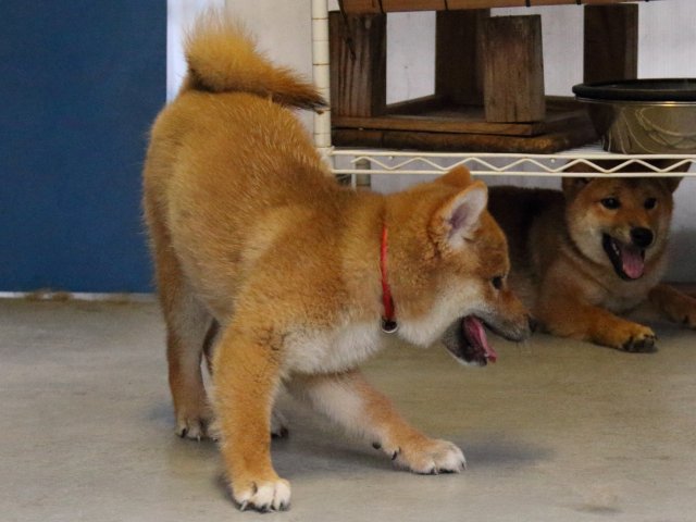 IMG_8383-shiba-puppy IMG_8383-shiba-puppy