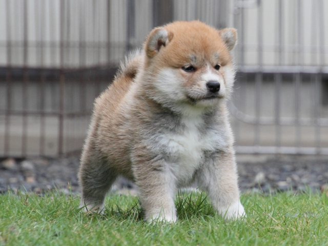 IMG_8393-shiba-puppy IMG_8393-shiba-puppy