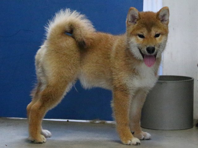 IMG_8394-shiba-puppy IMG_8394-shiba-puppy