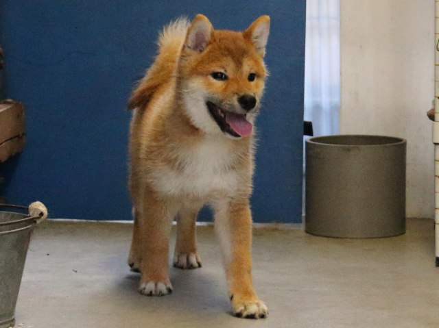 IMG_8400-shiba-puppy IMG_8400-shiba-puppy