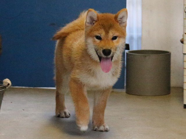 IMG_8401-shiba-puppy IMG_8401-shiba-puppy
