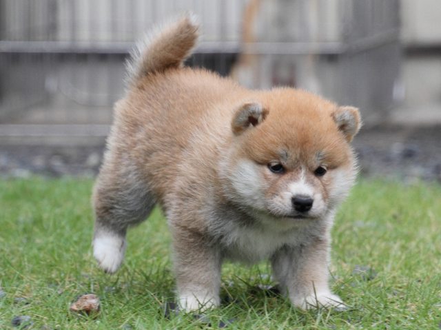 IMG_8406-shiba-puppy IMG_8406-shiba-puppy