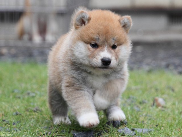 IMG_8409-shiba-puppy IMG_8409-shiba-puppy
