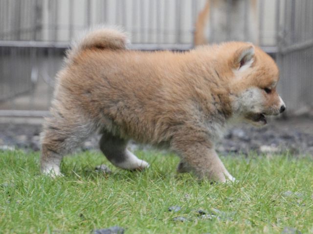 IMG_8422-shiba-puppy IMG_8422-shiba-puppy