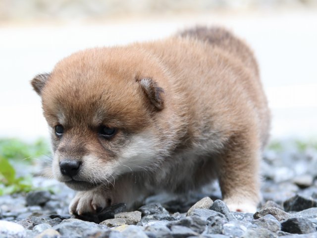 IMG_8436-shiba-puppy