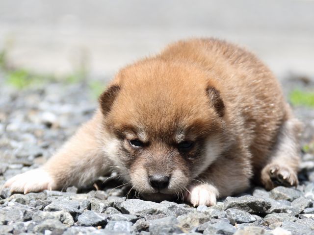 IMG_8485-shiba-puppy