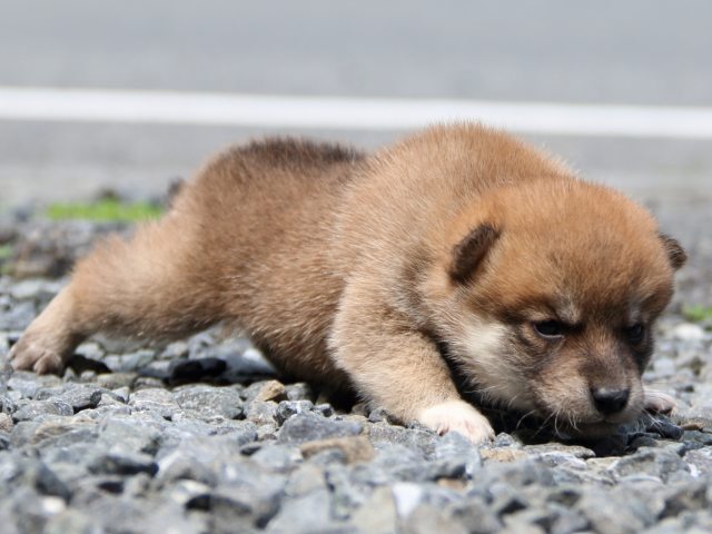 IMG_8505-shiba-puppy
