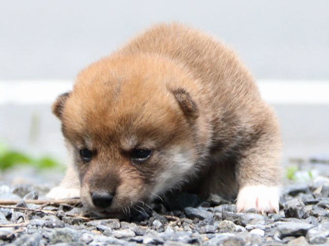 IMG_8591-shiba-puppy IMG_8591-shiba-puppy