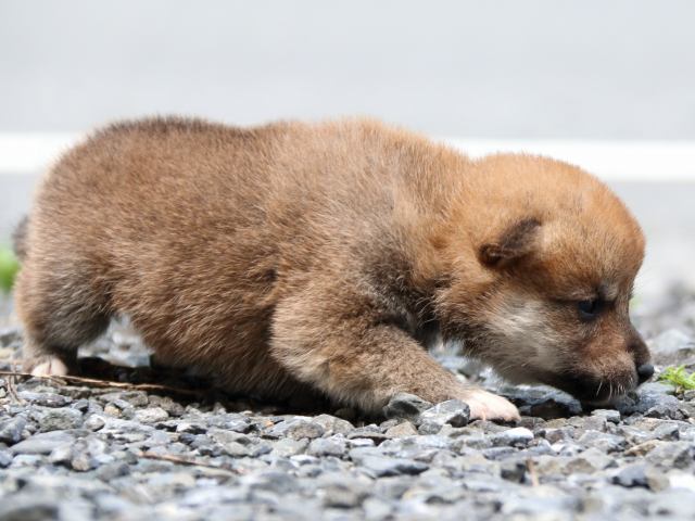 IMG_8601-shiba-puppy IMG_8601-shiba-puppy