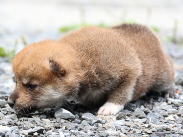 IMG_8611-shiba-puppy IMG_8611-shiba-puppy