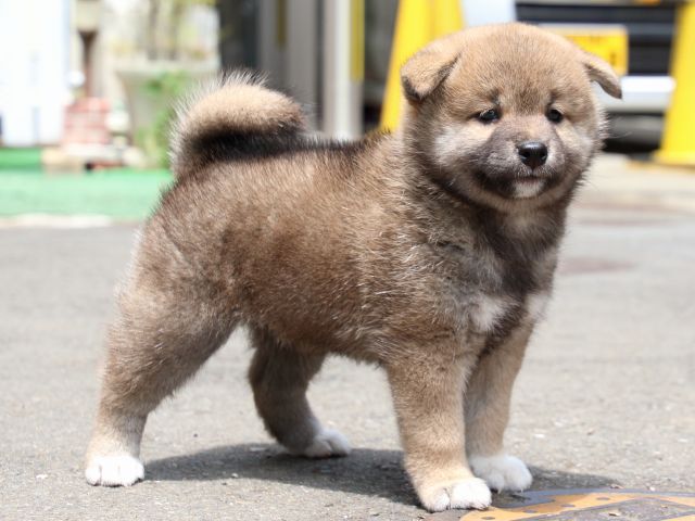 IMG_8626-shiba-puppy IMG_8626-shiba-puppy