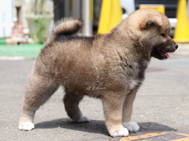 IMG_8628-shiba-puppy IMG_8628-shiba-puppy