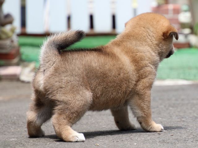 IMG_8684-shiba-puppy IMG_8684-shiba-puppy