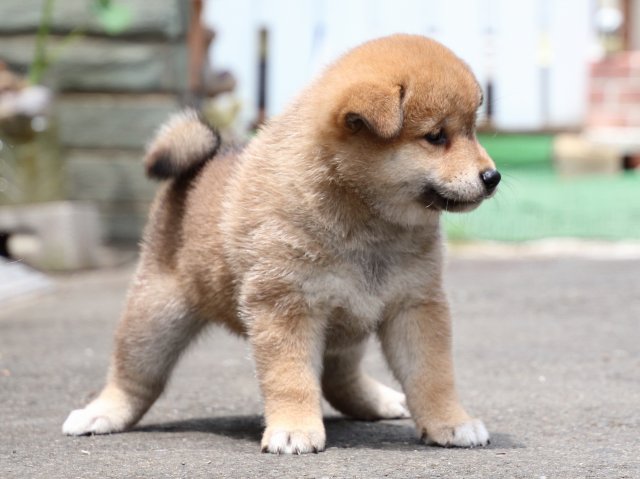IMG_8686-shiba-puppy IMG_8686-shiba-puppy