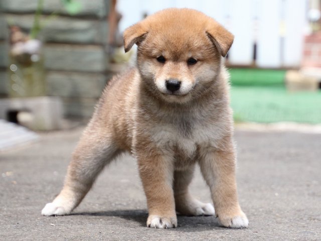 IMG_8694-shiba-puppy IMG_8694-shiba-puppy