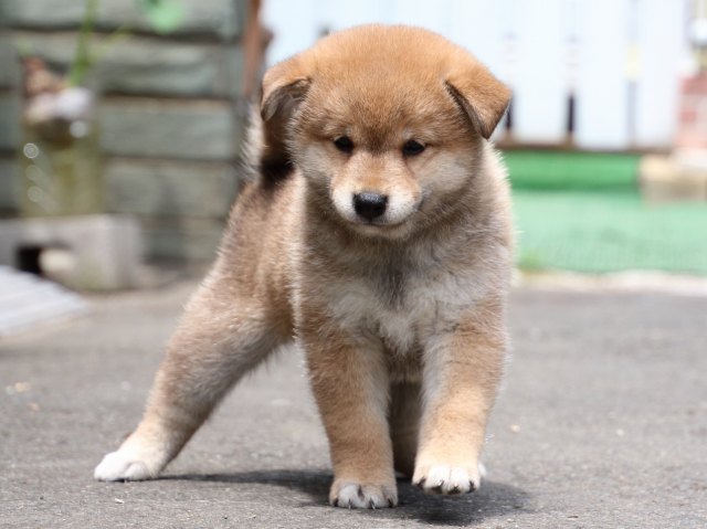 IMG_8695-shiba-puppy IMG_8695-shiba-puppy