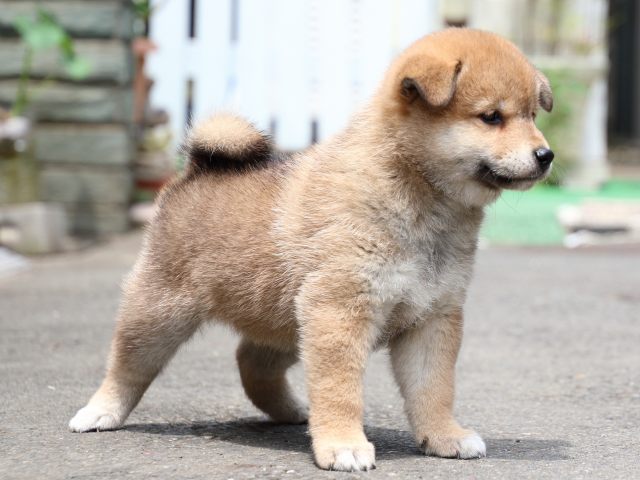 IMG_8699-shiba-puppy IMG_8699-shiba-puppy