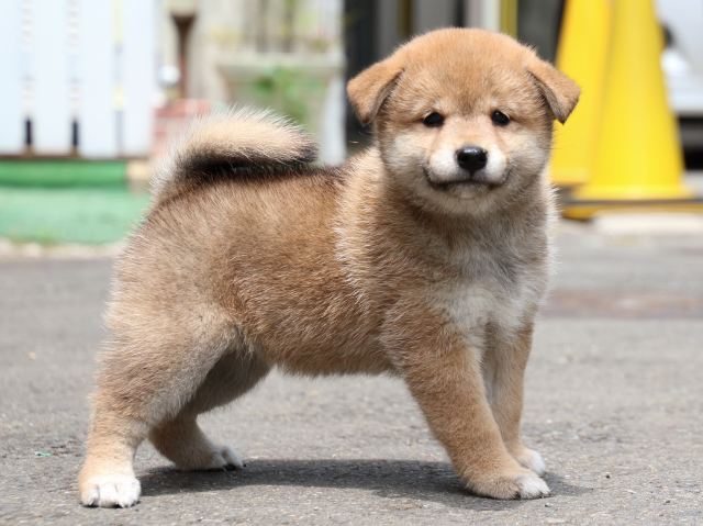 IMG_8709-shiba-puppy IMG_8709-shiba-puppy