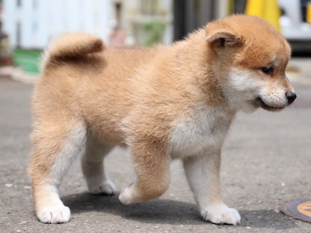 IMG_8730-shiba-puppy IMG_8730-shiba-puppy