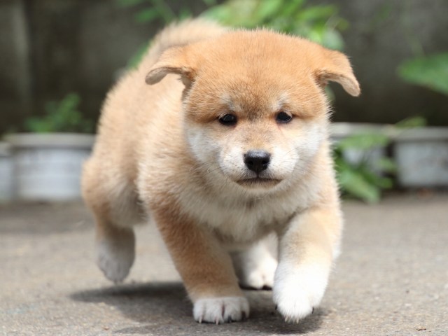 IMG_8736-shiba-puppy IMG_8736-shiba-puppy