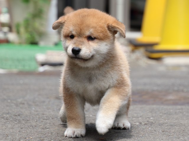 IMG_8746-shiba-puppy IMG_8746-shiba-puppy