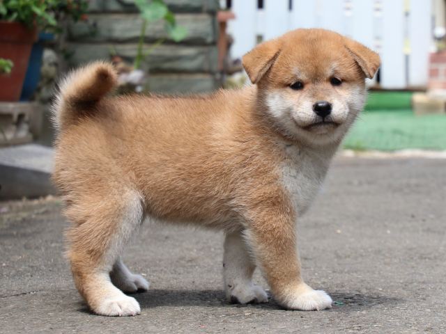 IMG_8764-shiba-puppy IMG_8764-shiba-puppy