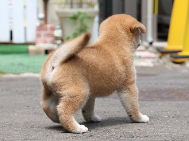 IMG_8769-shiba-puppy IMG_8769-shiba-puppy