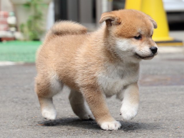IMG_8770-shiba-puppy IMG_8770-shiba-puppy