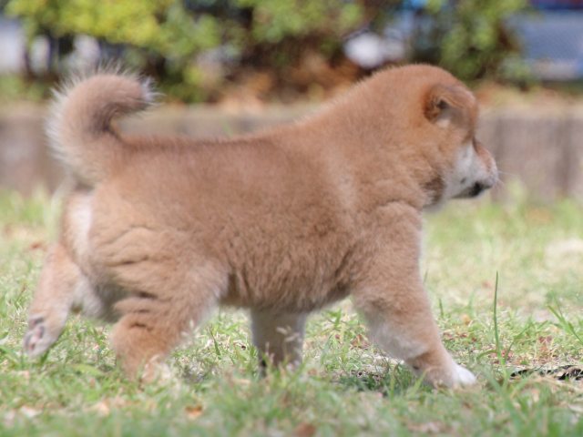 IMG_8789-shiba-puppy IMG_8789-shiba-puppy
