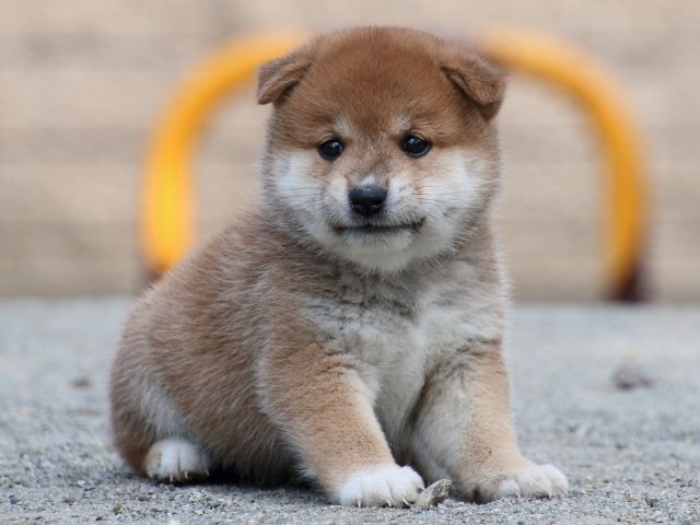 IMG_8813-shiba-puppy IMG_8813-shiba-puppy