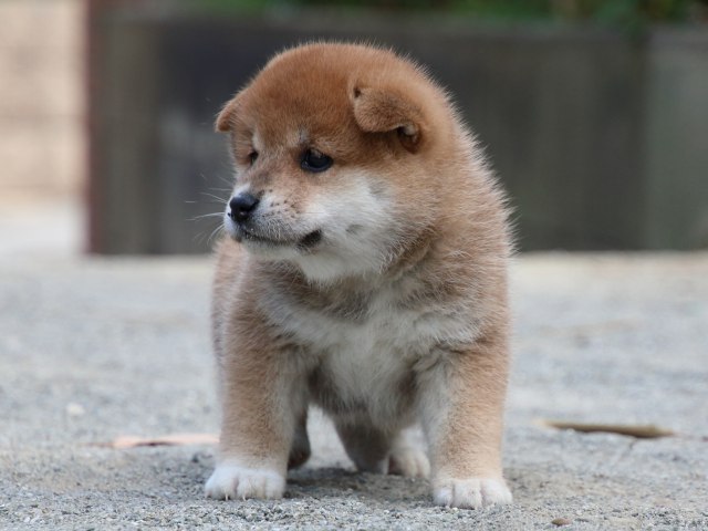 IMG_8818-shiba-puppy IMG_8818-shiba-puppy