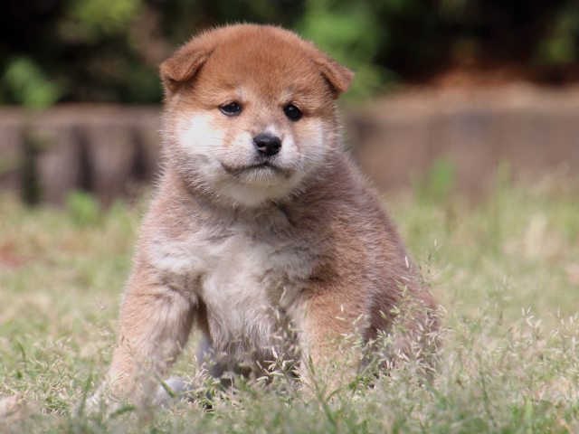IMG_8824-shiba-puppy IMG_8824-shiba-puppy