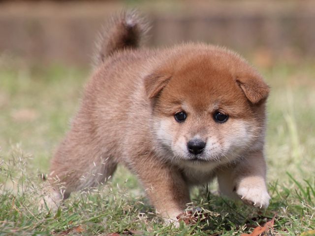 IMG_8829-shiba-puppy IMG_8829-shiba-puppy